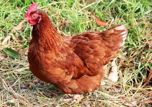 ISA bLBrown laying hen