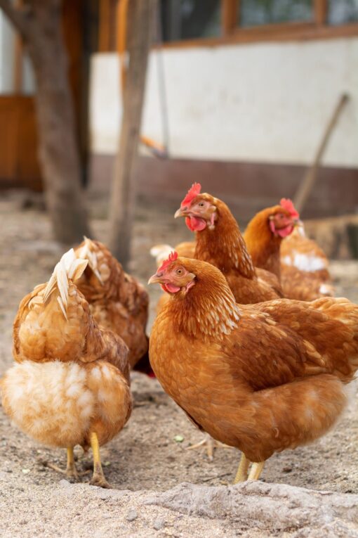 Cinnamon Queen laying hen