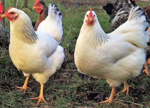 Delaware laying hen