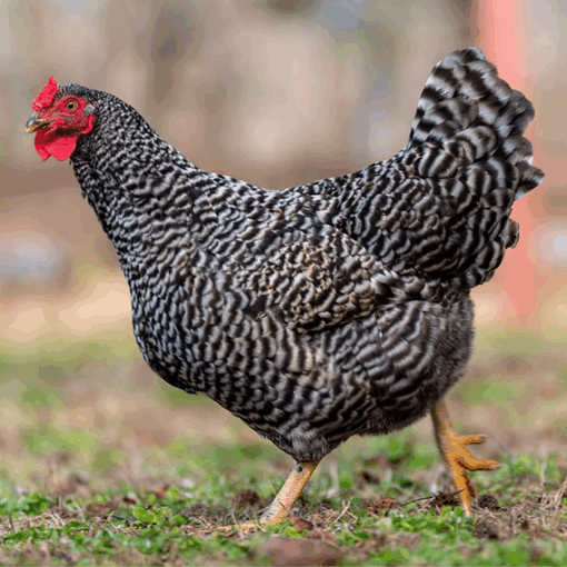 Dominique laying hen