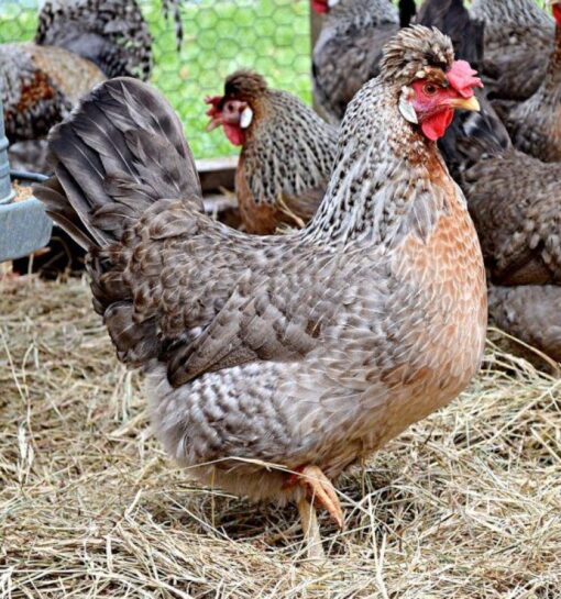 Legbar laying hen
