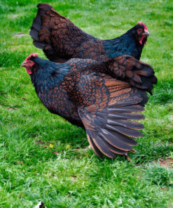 Barnevelder laying hen