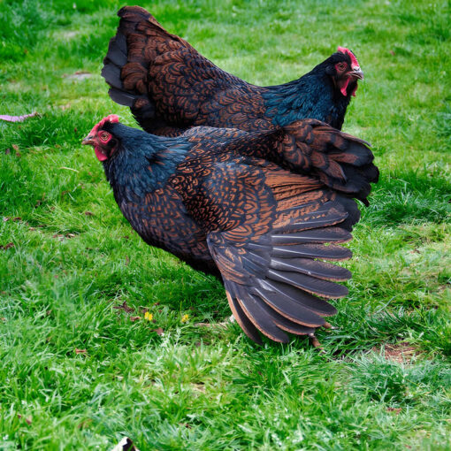 Barnevelder laying hen