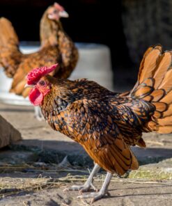 Sebright bantam laying hen