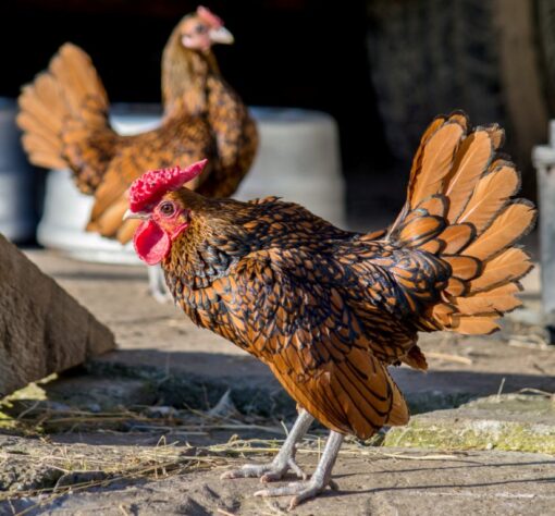 Sebright bantam laying hen