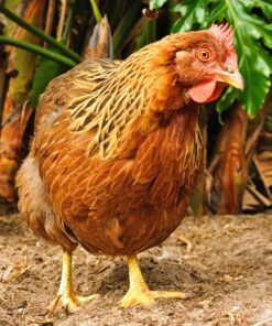 Welsummer laying hen