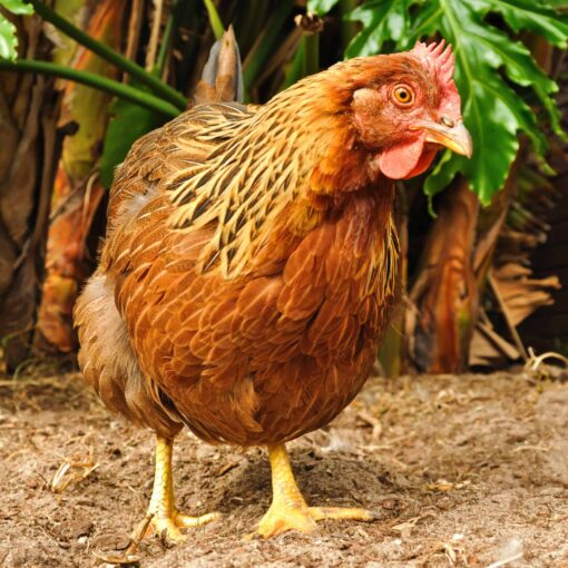 Welsummer laying hen