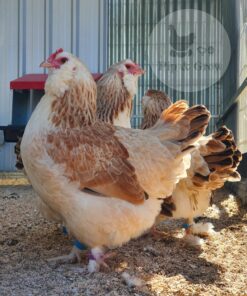 Faverolle laying hen