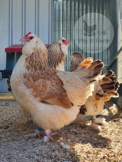 Faverolle laying hen